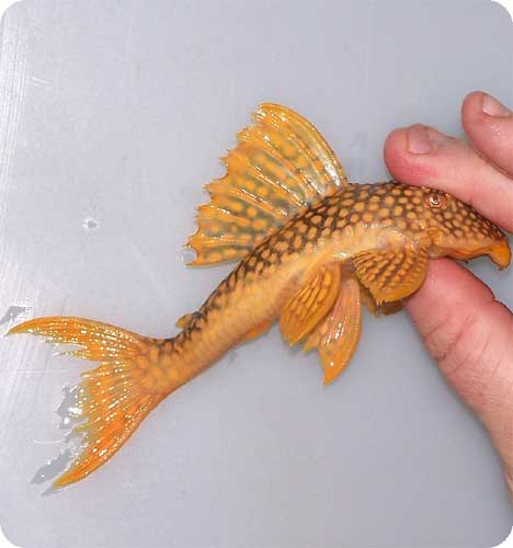 L014 Goldy Pleco - 3 inch L014 Goldy Pleco - 3 inch